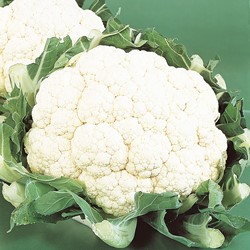 Bloemkool Alpha 6 Fortados