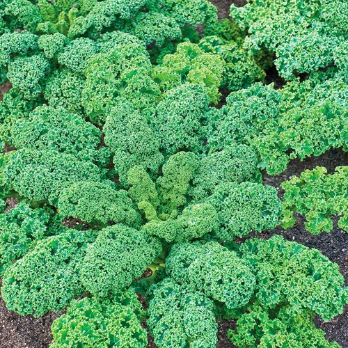 Boerenkool Halfhoge groen gekrulde