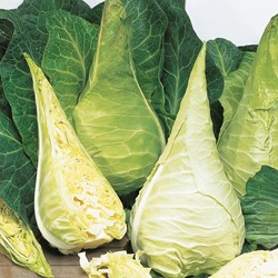 Spitskool Filderkraut