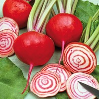 Rode Bieten Chioggia - Beta vulgaris