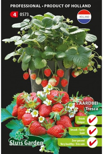 Aardbei Tresca - Fragaria-2