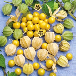 Ananaskers Sun Fruit - Physalis edulis