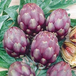 Artisjok Violet de Provence - Cynara cardunculus