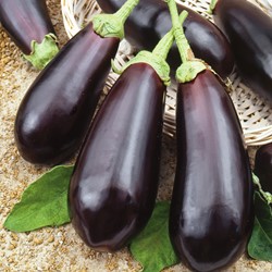 Aubergine Black Beauty