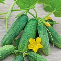 Augurken Kleine groene scherpe