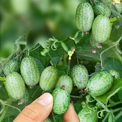 Muismeloen Melothria scabra