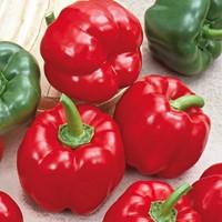 Paprika California Wonder