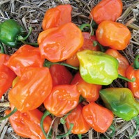 Peper Habanero - Capsicum sinense