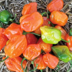 Peper Habanero - Capsicum sinense