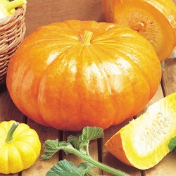 Pompoen Rouge Vif d'Etampes - Cucurbita maxima