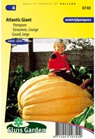 Pompoen Atlantic Giant- Cucurbita maxima-2