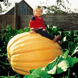 Pompoen Atlantic Giant- Cucurbita maxima