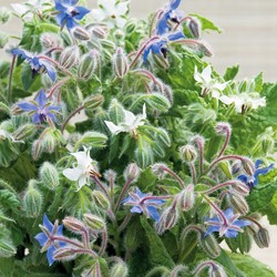 Borage Blauw en wit (Borago officinalis)