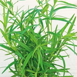 Dragon Russische (Artemisia dracunculus)