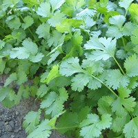 Koriander Marino - Coriandrum sativum EKO