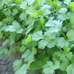 Koriander - Coriandrum sativum EKO