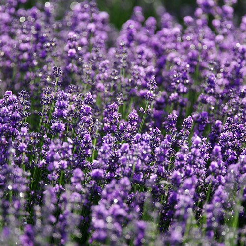 Lavendel echte, Violet blauw, Verani EKO