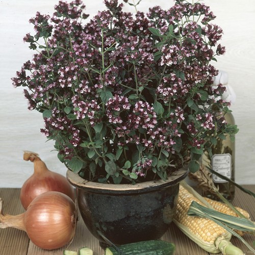 Oregano - Origanum Vulgaris EKO