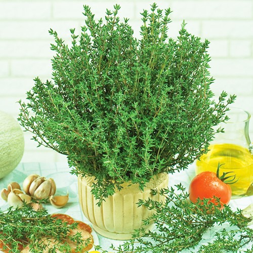 Tijm Zomer - Thymus vulgaris