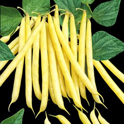 Stamslaboon Orinoco wax - Phaseolus
