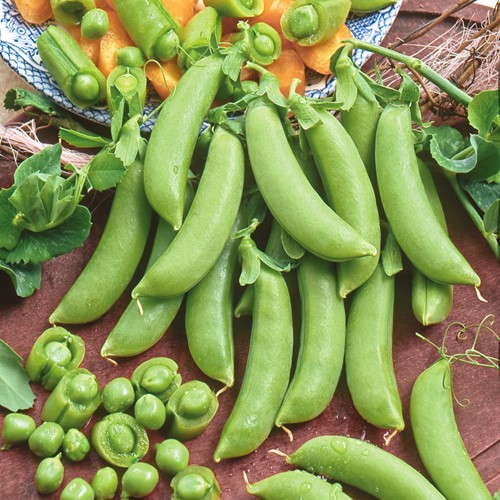Peul Sugar Snap Delikett