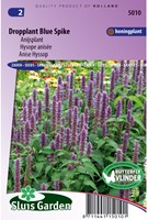 Dropplant Blue Spike (Agastache)-2