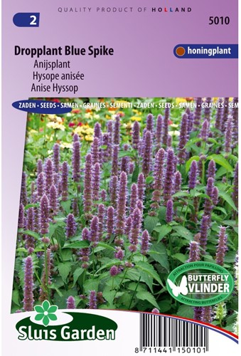 Dropplant Blue Spike (Agastache)-2