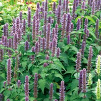 Dropplant Blue Spike (Agastache)