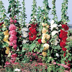 Stokroos double Chater's Strain Mix - Alcea