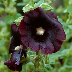 Stokroos Jet Black, enkelbloemig - Alcea rosea