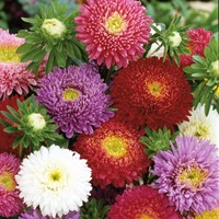 Aster Prinses Mix (Zomeraster)