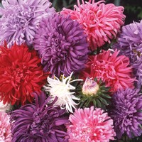 Aster Amerikaanse Struik Mix - Zomeraster