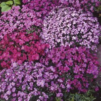 Aubretia Mix, Blauwkussen
