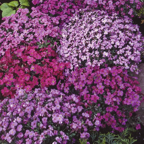 Aubretia Mix, Blauwkussen