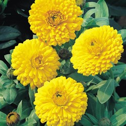 Goudsbloem Ball's Golden Yellow - Calendula