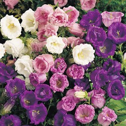 Klokjesbloem dubbelbloemig gemengd