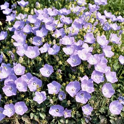 Klokjesbloem enkelbloemig Blauw (Campanula)