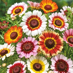Margriet Rainbow Mixed (Bonte Ganzebloem)