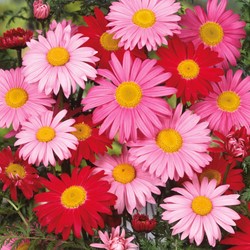Margriet Robinson's Giants Mix (Perzische margriet)
