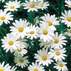 Margriet Alaska (Chrysanth)