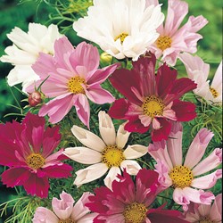Cosmos Sea Shells Mix