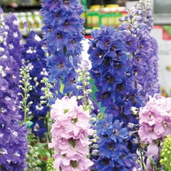 Ridderspoor Round Table Series mix (Delphinium)