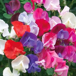Reukerwt Old Sweet Scent Mix