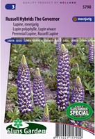 Lupine Russel Hybrids The Governer-2