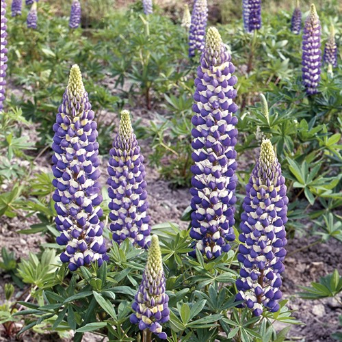 Lupine Russel Hybrids The Governer