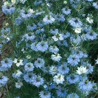Juffertje in 't groen Miss Jekyll Blue