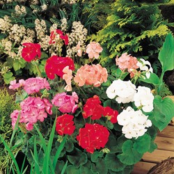 Tuingeranium F2 Colour Show Mix
