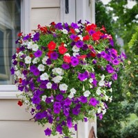 Petunia, kort hangende mix