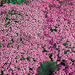 Zeepkruid Rose-Pink - Saponaria kopen? Online zaden bestellen bij