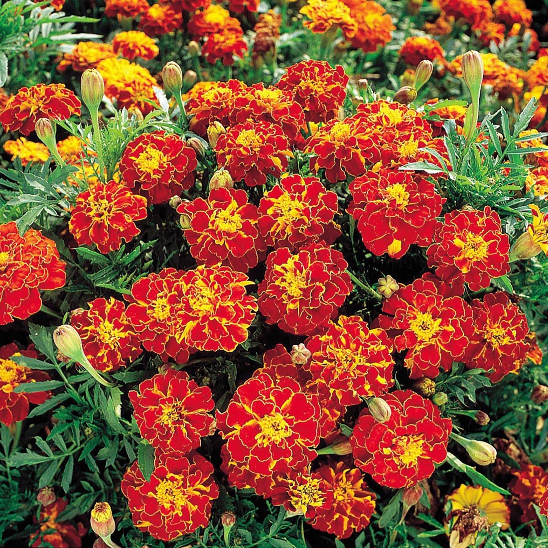 delta planter Lechuza - Flower-Boxe with Built-in Hydration System Delta Table 10
